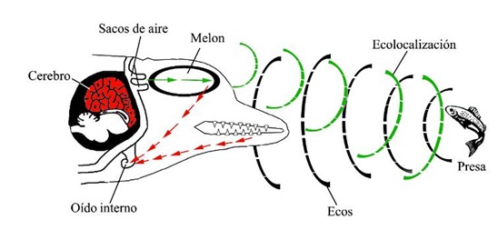 ecolocalizacion1
