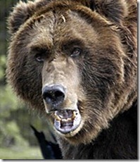 oso ruso
