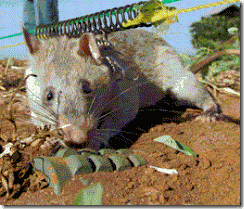 ratas1