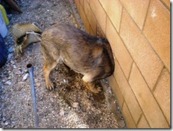 DOGstuckINwall-400x300