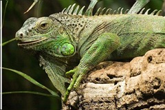IGUANA IGUANA