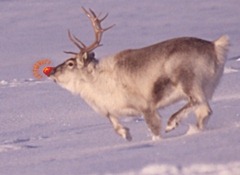 Rudolph_the_Red-Nosed_Reindeer