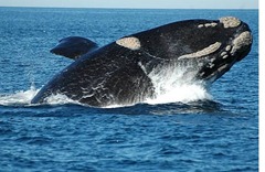 ballena11