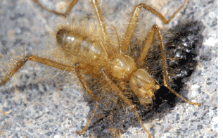hairyfly660