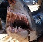 shark1_