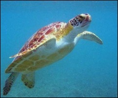 tortuga