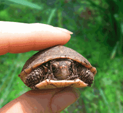 ANIMADO TORTUGA