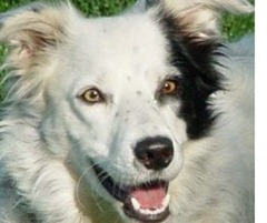 Border collie Chaser