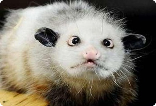 HEDI opposum-1