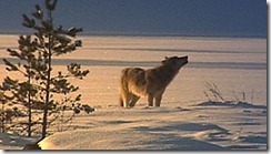 LOBO6
