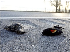 LOUSIANA alg_the-birds