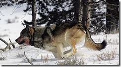 caza de lobos1