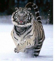 siberian tiger 2-