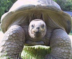 tortugaaldabra-
