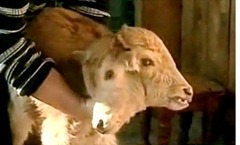 two-headed_calf