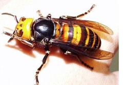 vespa-mandarinia-