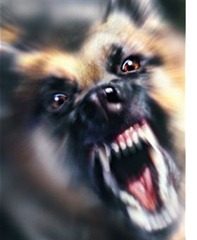 BARKING DOG
