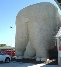 BIG MERINO2