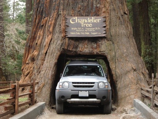 Chandelier-Tree