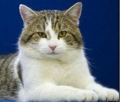 GATO2-
