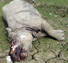 RINO 3
