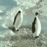 animado pinguinos