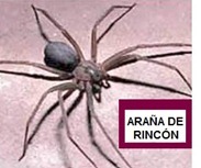 aranaderincon_thumb[3]