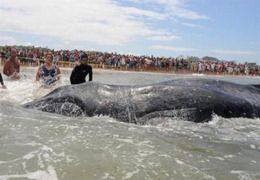 ballena-2