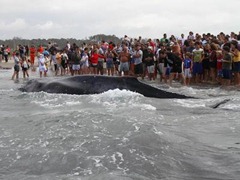 ballena