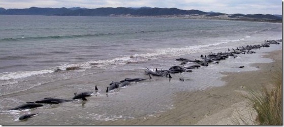 ballenas_varadas