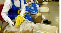 bananskalare-