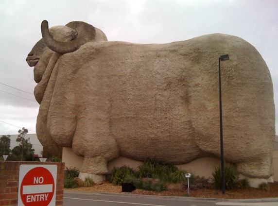 big merino5