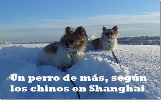 perro 1
