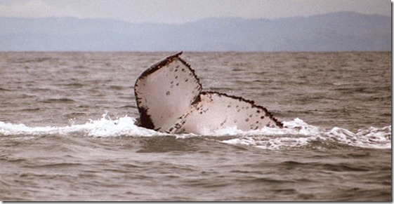 BALLENA