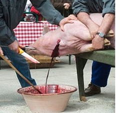 CERDO1