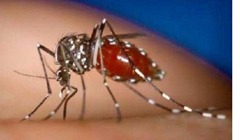 DENGUE MOSQUITO