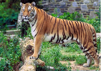 Panthera_tigris_tigris1