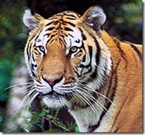 Panthera_tigris_tigris
