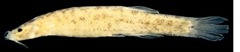 STENOLICNUS LX