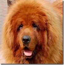 Tibetan-mastiff-Hong-Dong-