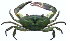 allacanthos yawi