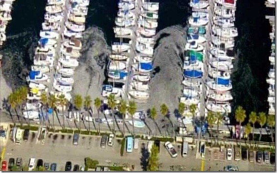 anchovies_redondo_harbor