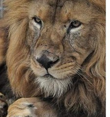 bolivia leones