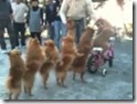 doggy conga line