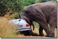 elefante4