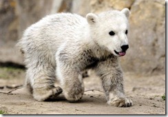knut34