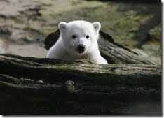 knut47