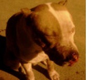 pitbull