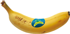 platano-de-canarias