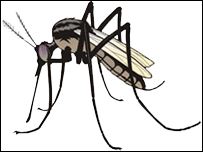 zancudo